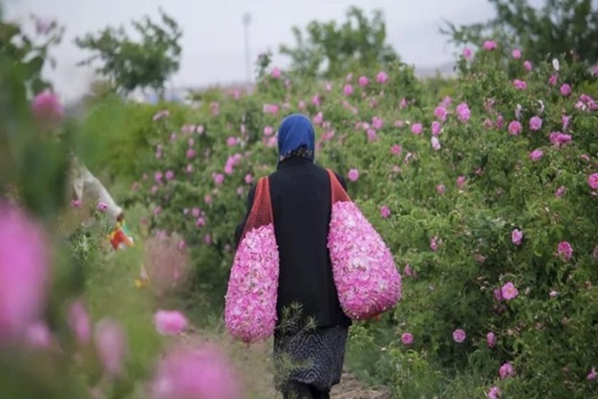 جشنواره گلاب گیری کاشان