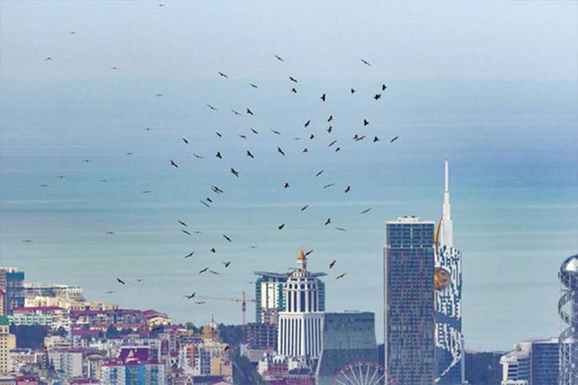 جشنواره بین‌المللی پرنده باتومی (Batumi Bird Festival)