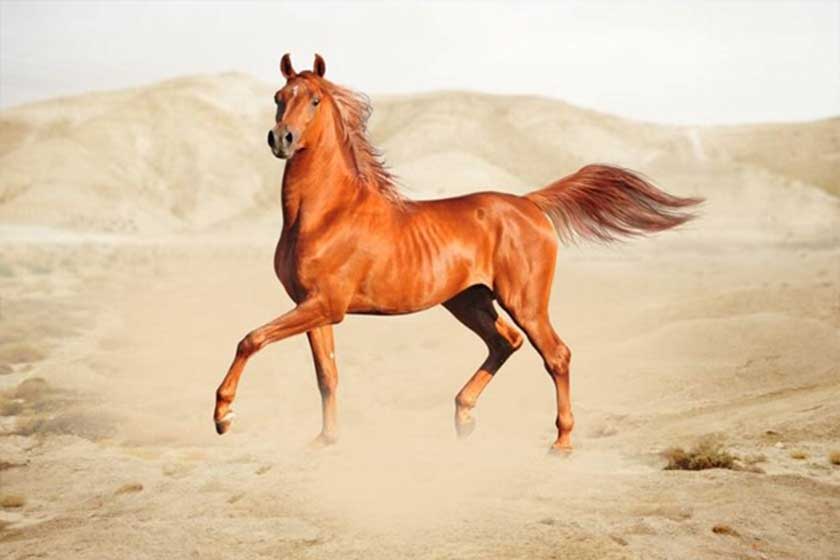 جشنواره اسب اصیل عربی مکناسی (Festival of the Purebred Arabian Horse of Maknassy)